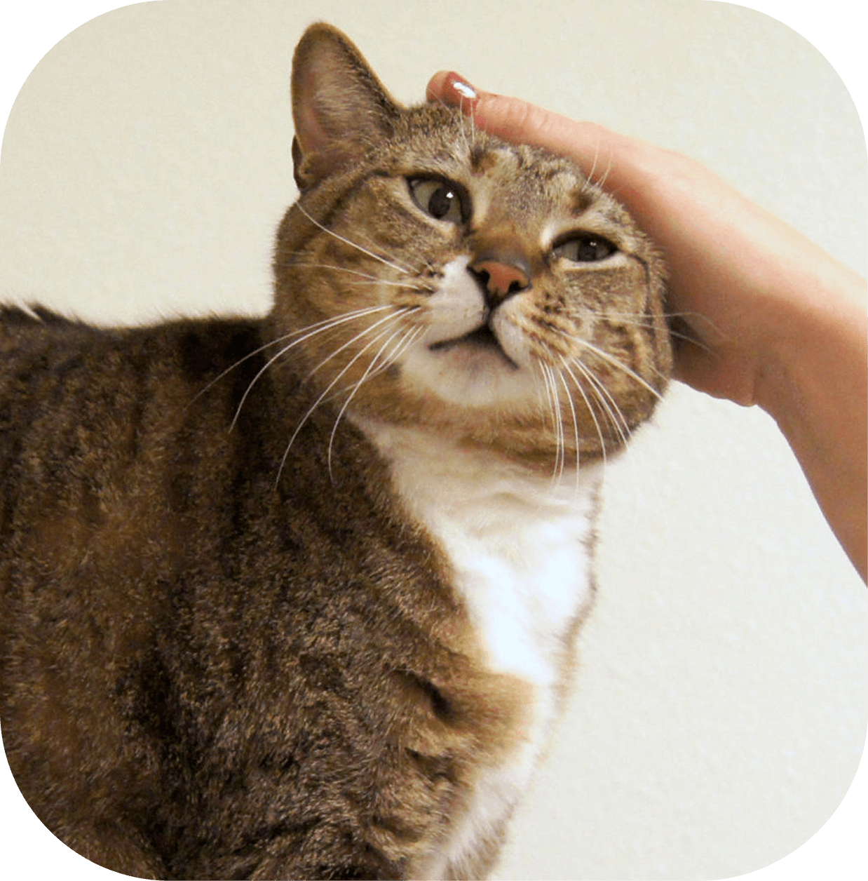 Pet